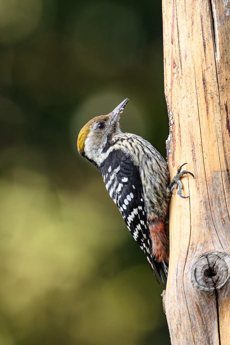 Brown-fronted Woodpecker - Sudhir Paul