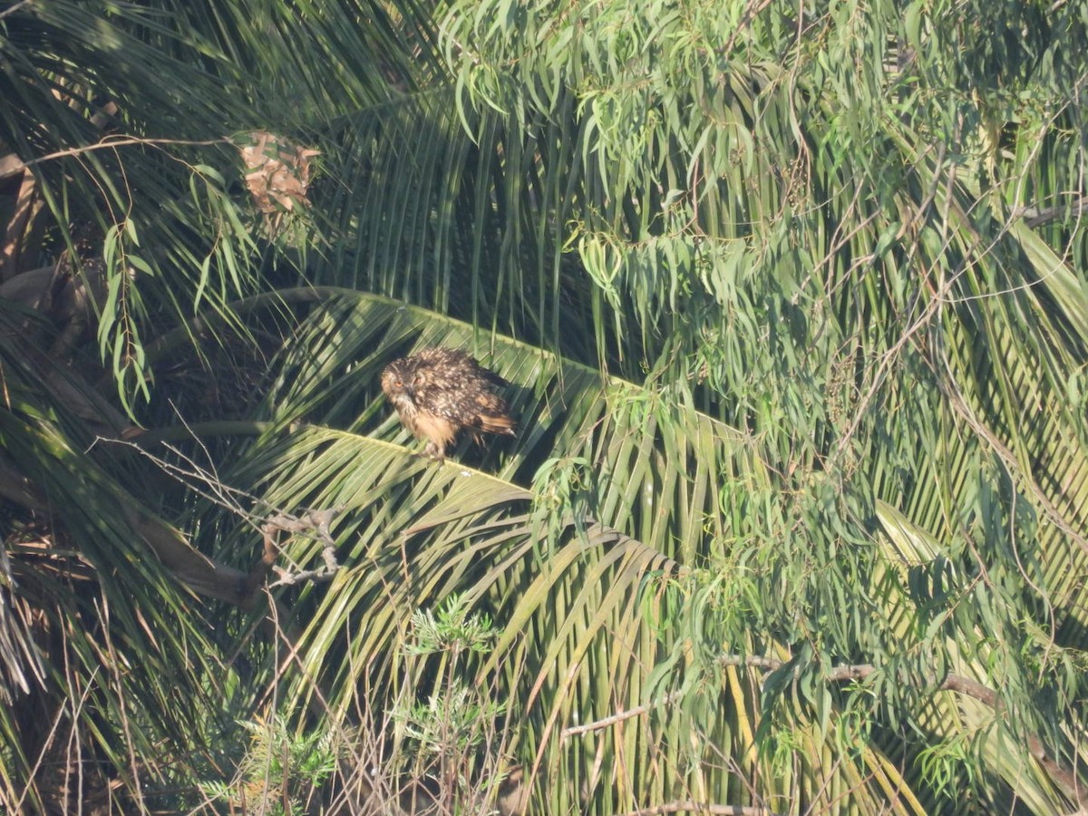 Rock Eagle-Owl - Praveen Tangirala