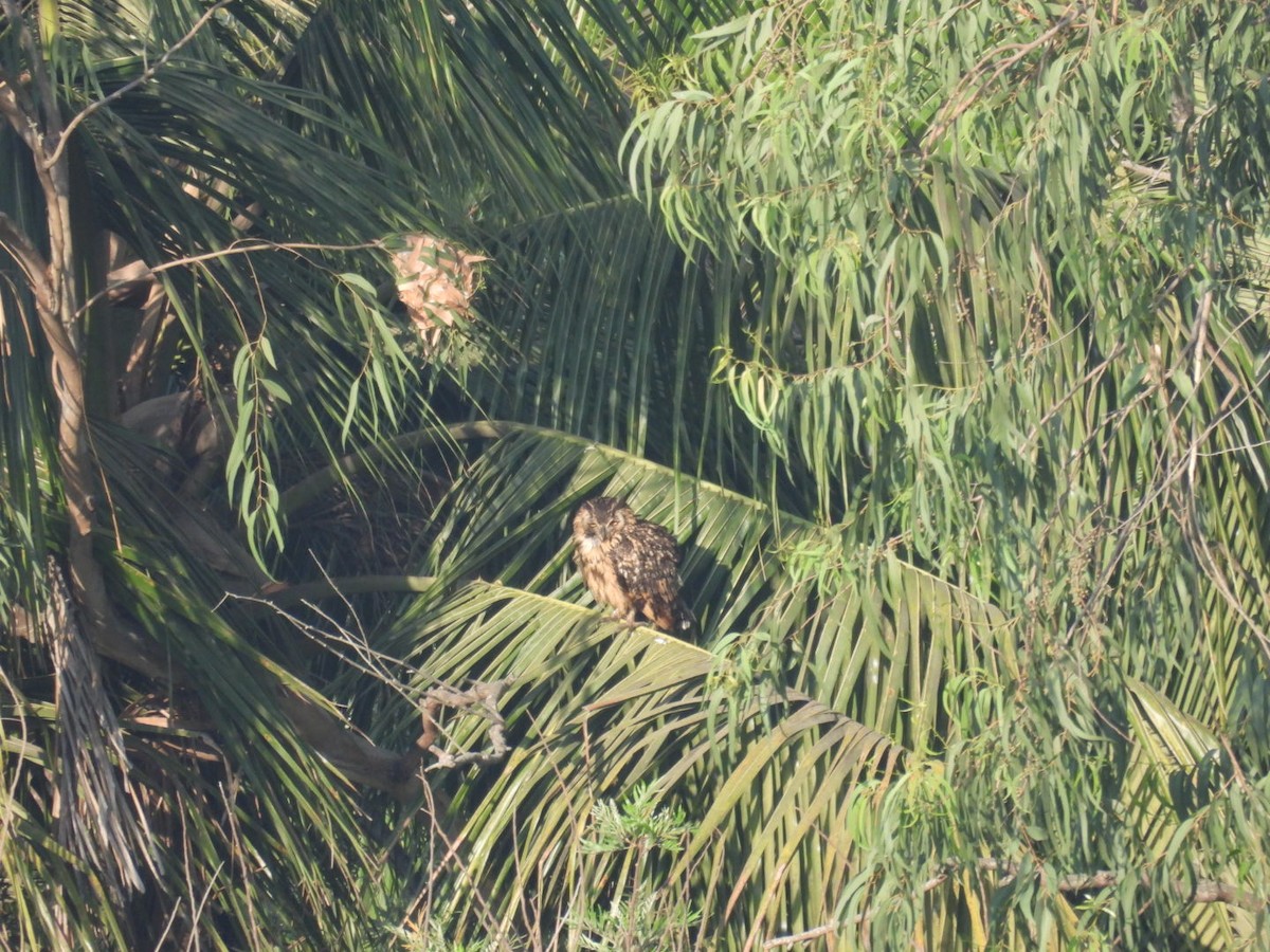 Rock Eagle-Owl - Praveen Tangirala