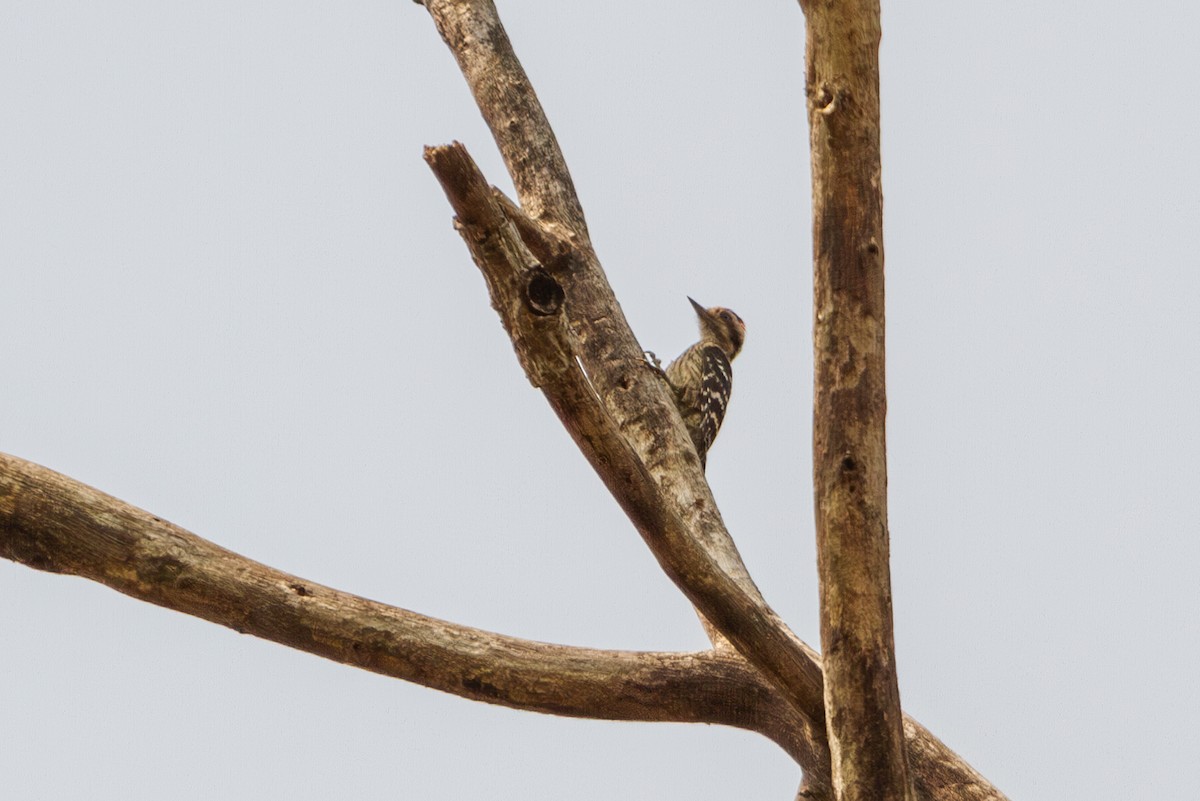 Gray-capped Pygmy Woodpecker - ML617310711