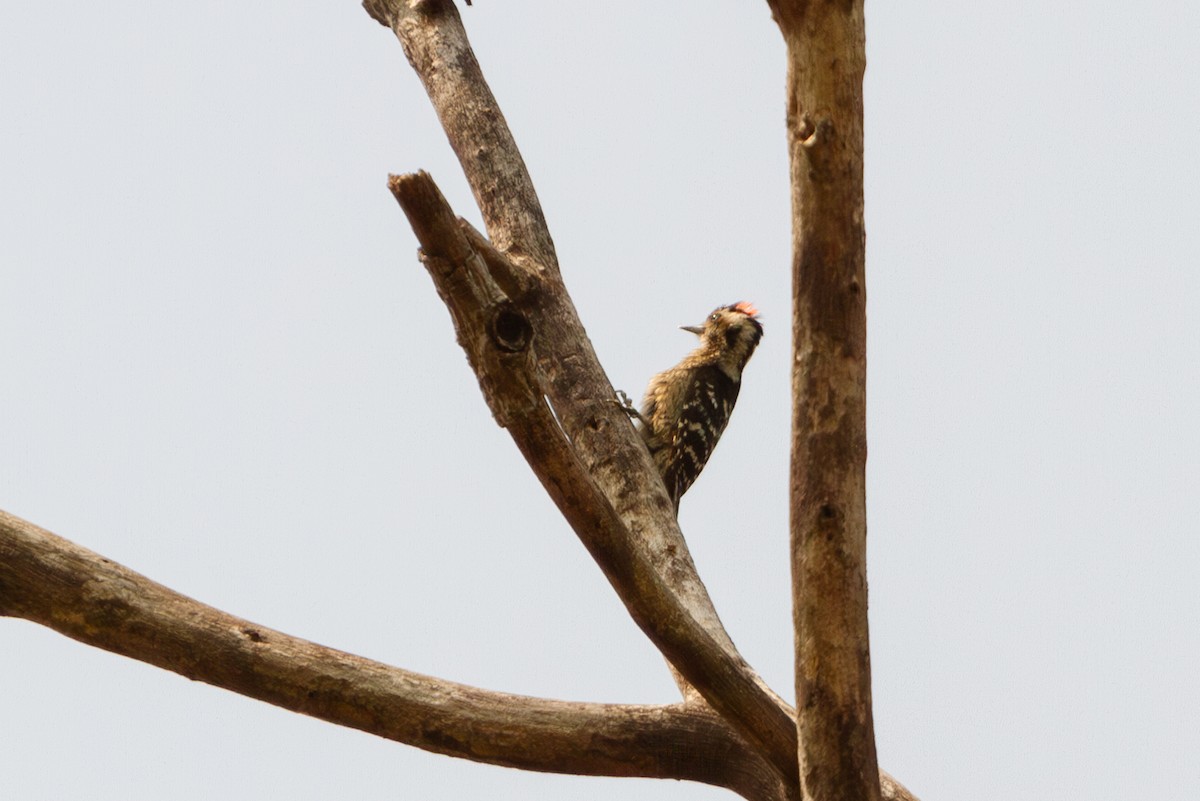 Gray-capped Pygmy Woodpecker - ML617310713