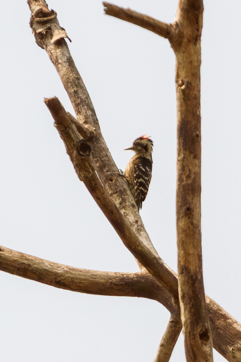 Gray-capped Pygmy Woodpecker - ML617310716
