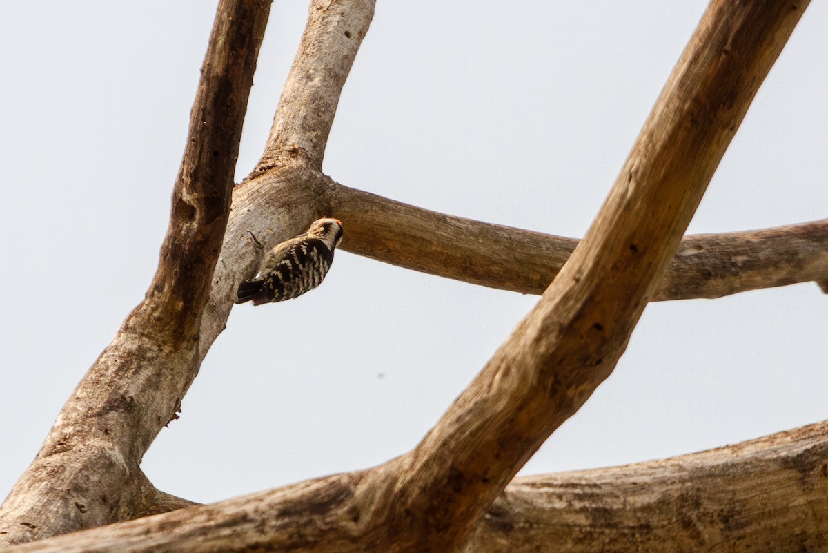 Gray-capped Pygmy Woodpecker - ML617310717