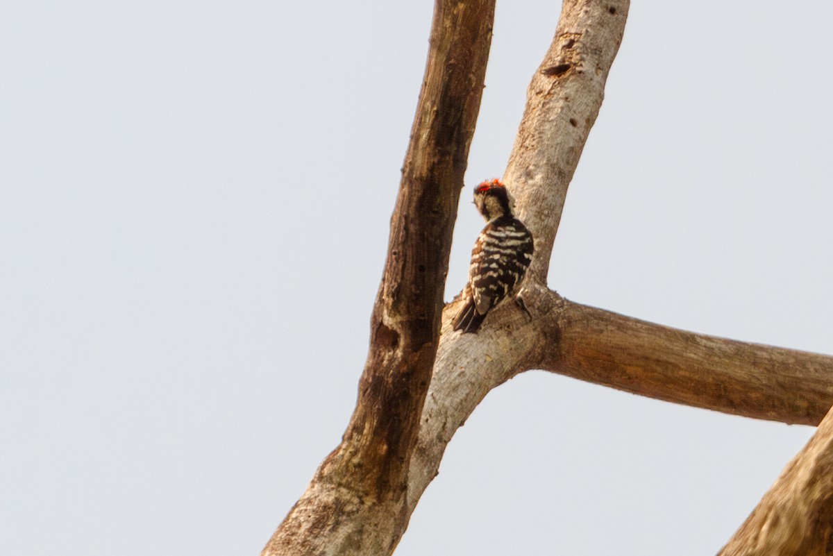 Gray-capped Pygmy Woodpecker - ML617310721