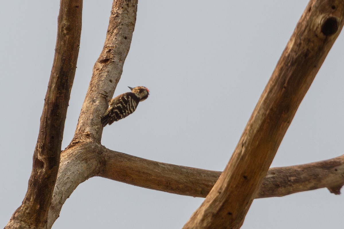 Gray-capped Pygmy Woodpecker - ML617310722