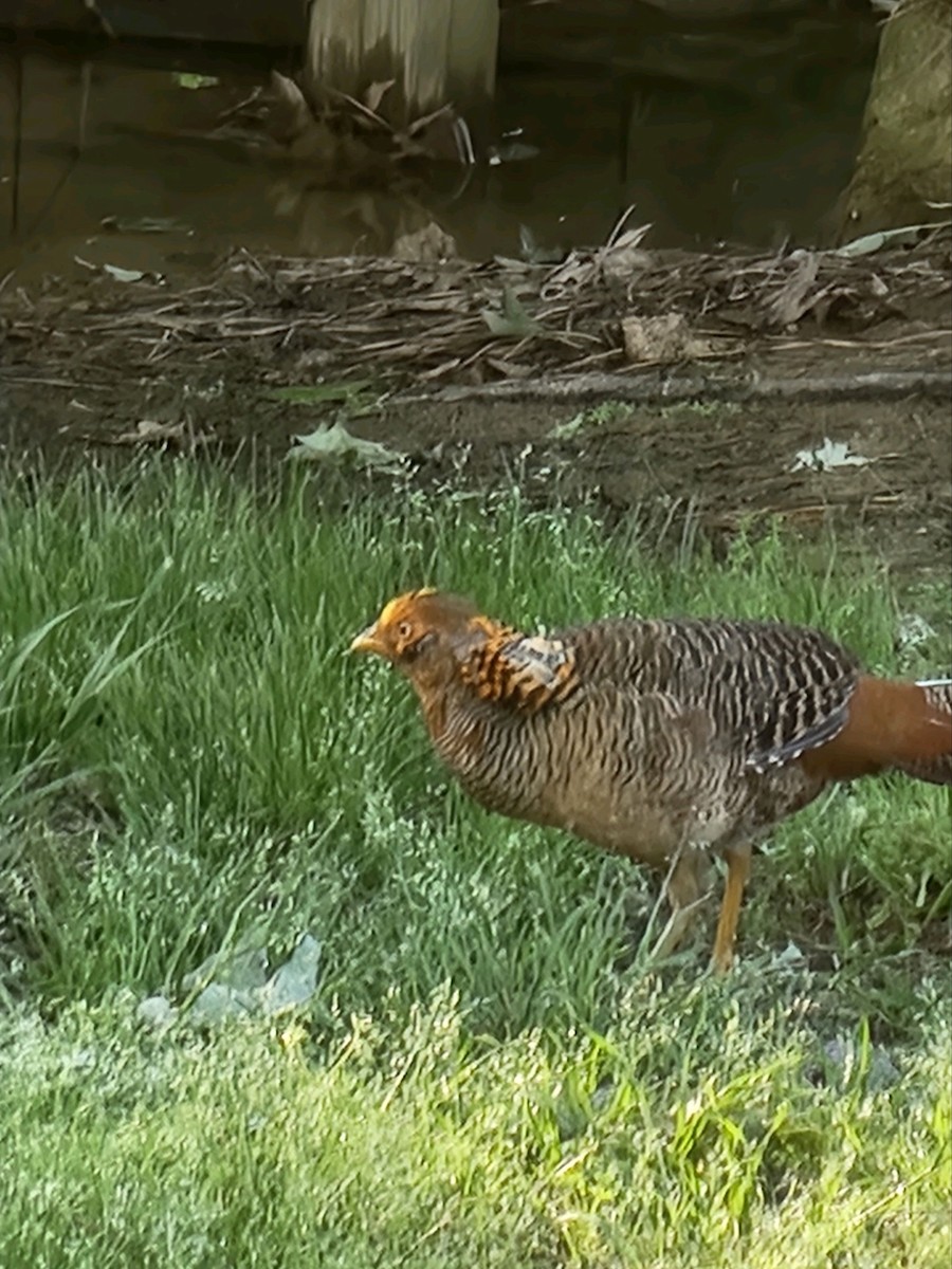 Golden Pheasant (Domestic type) - ML617310813