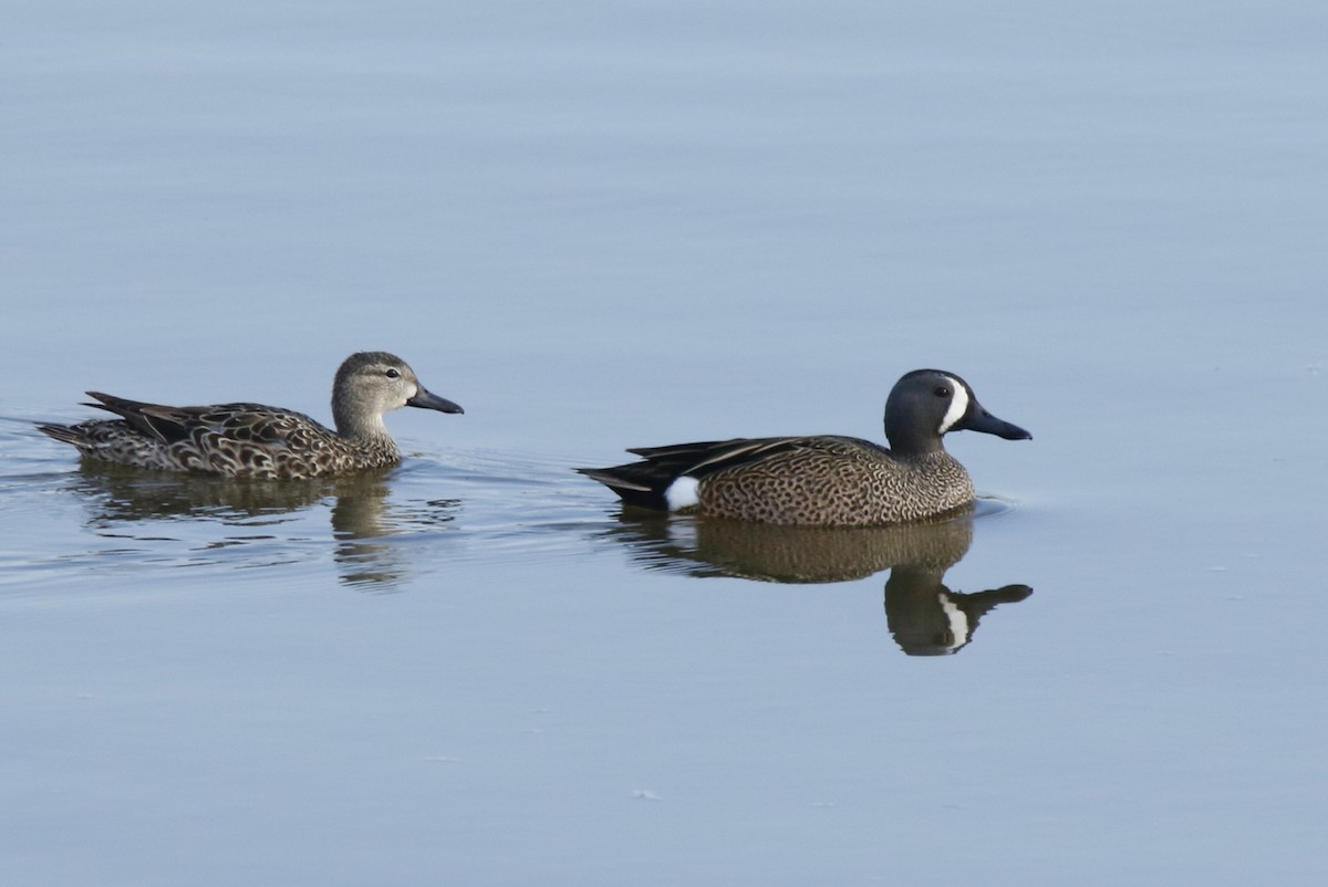 Blue-winged Teal - ML617310875