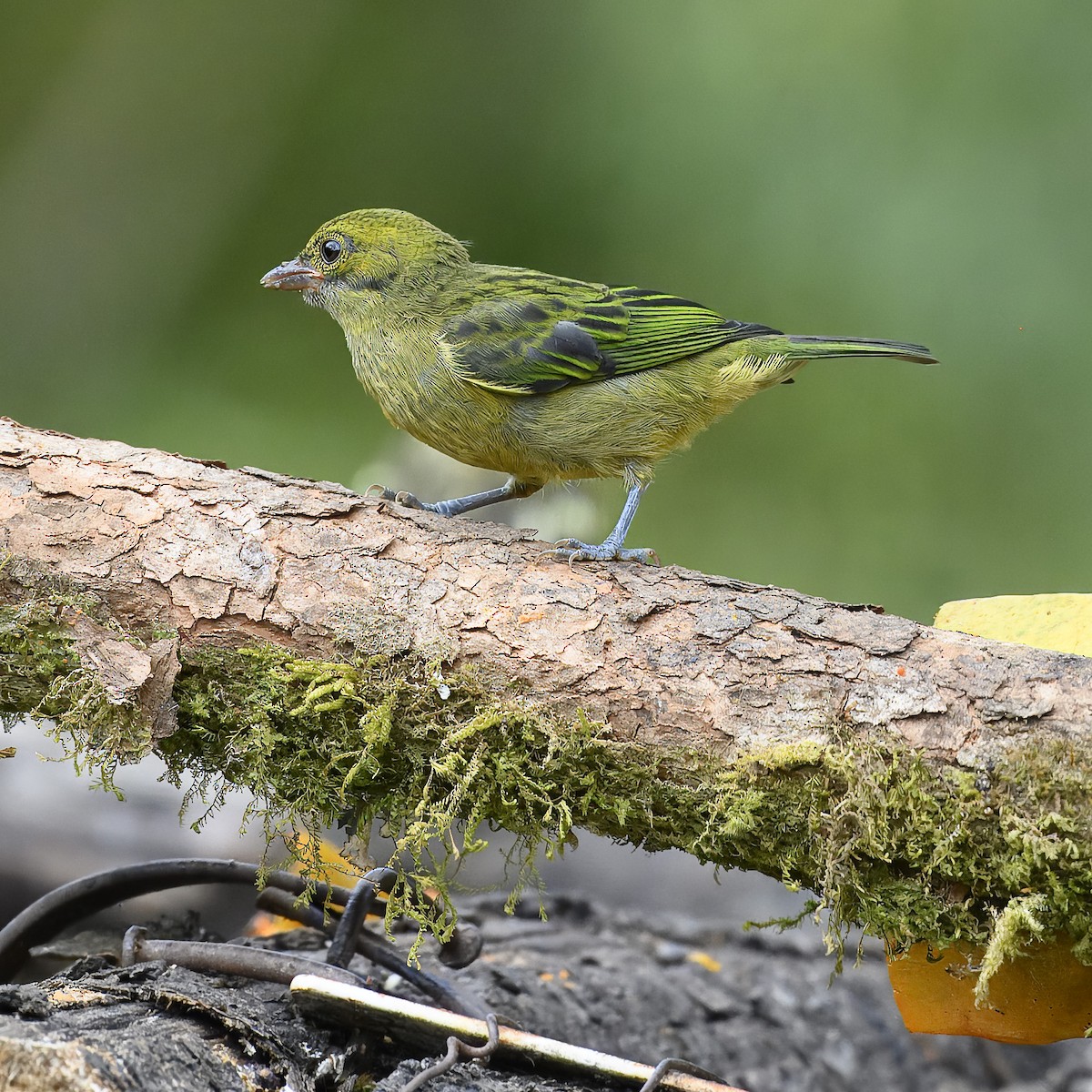 Silver-throated Tanager - ML617310929