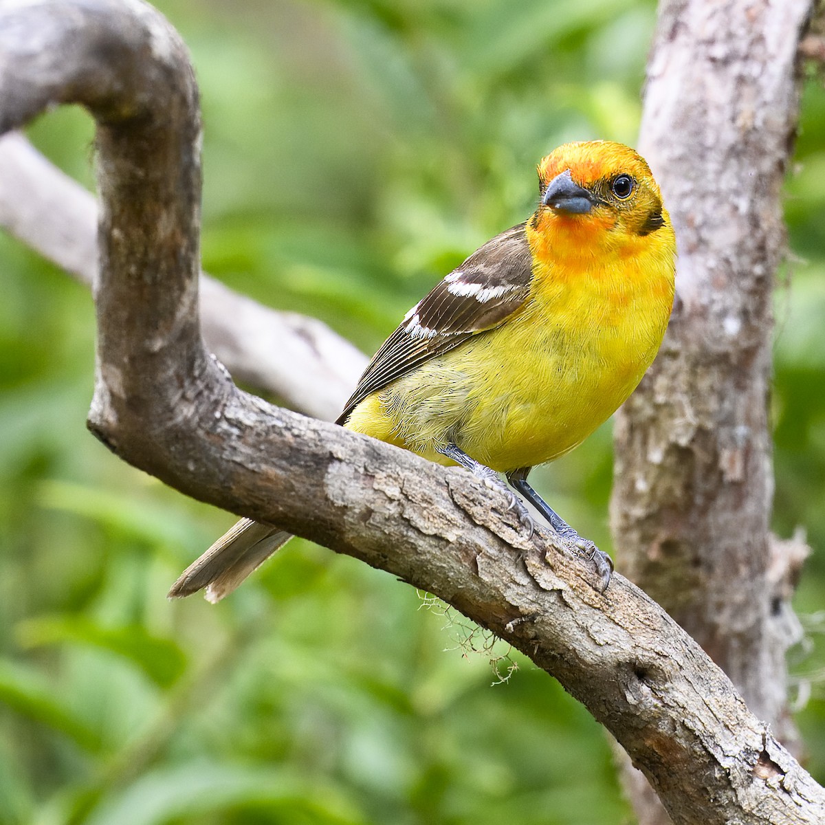 Flame-colored Tanager - ML617310934