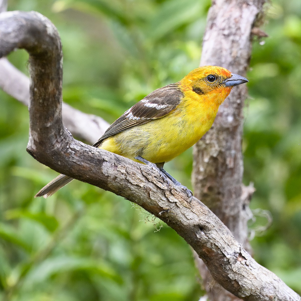 Flame-colored Tanager - ML617310935