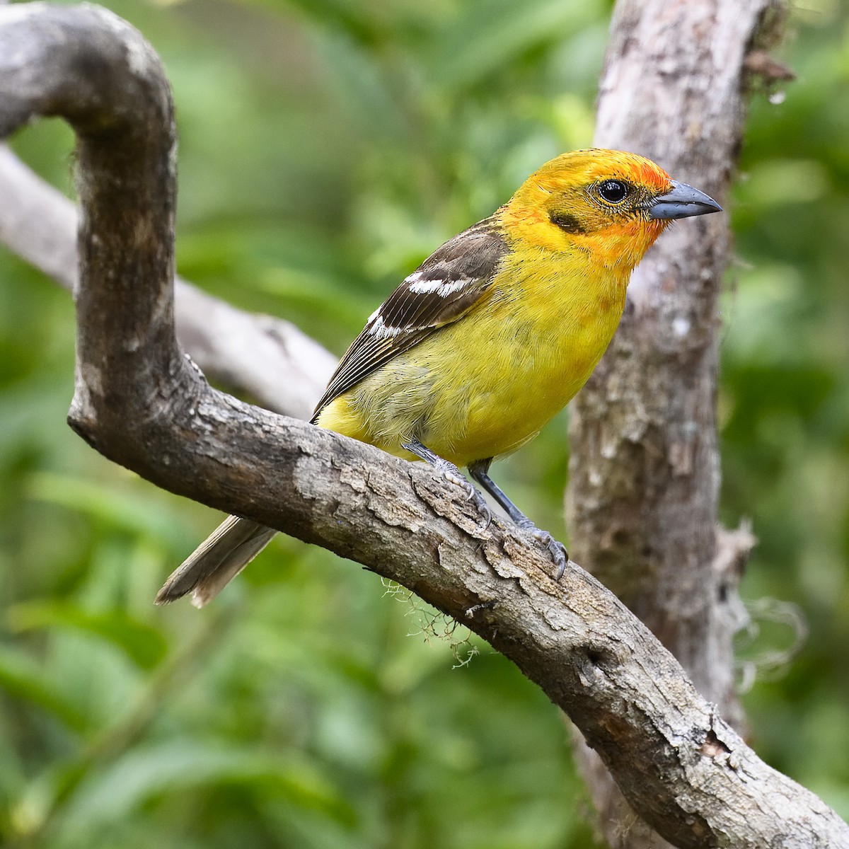 Flame-colored Tanager - Laura  Wolf