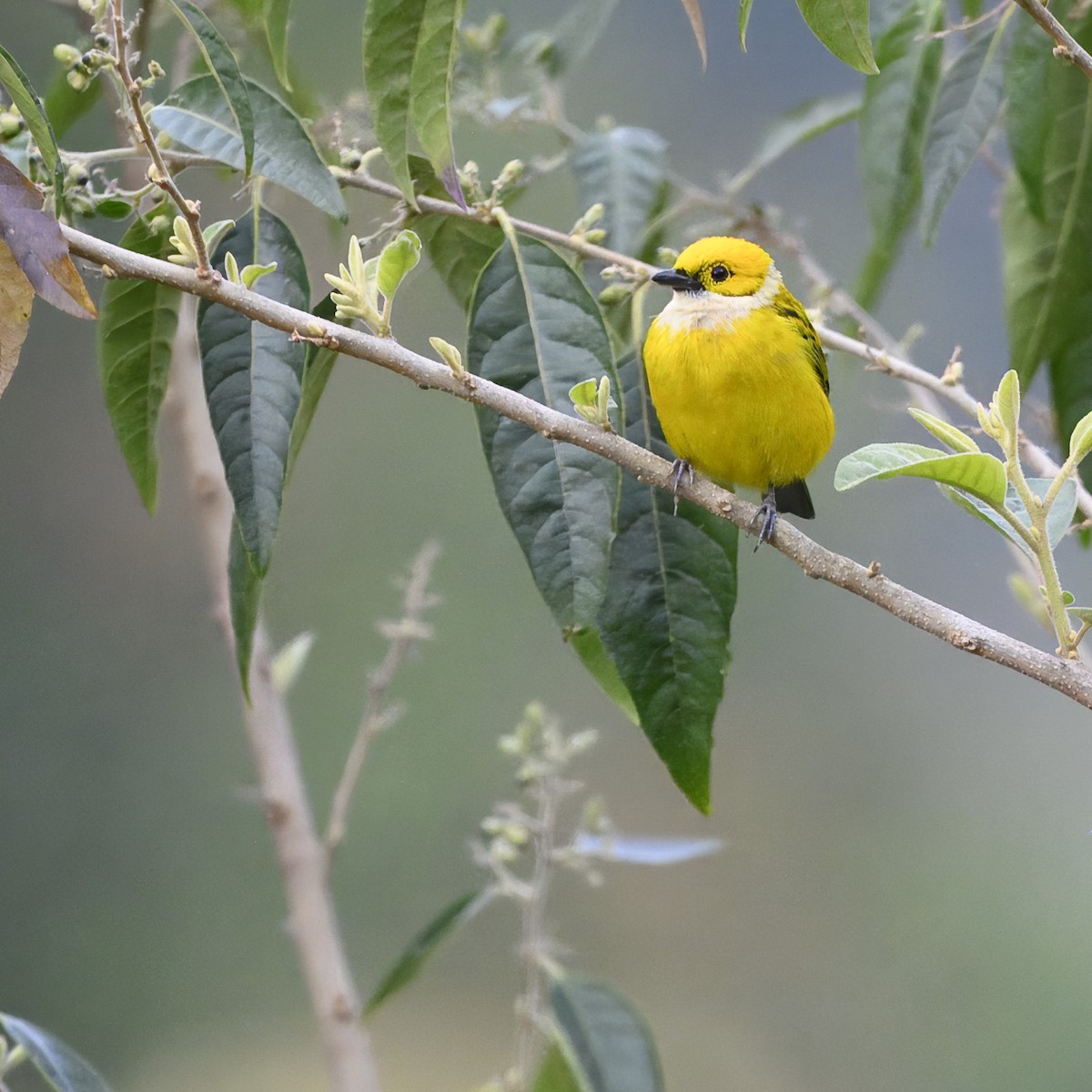 Silver-throated Tanager - ML617310947