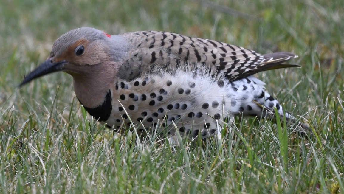 Northern Flicker (Yellow-shafted) - ML617311004
