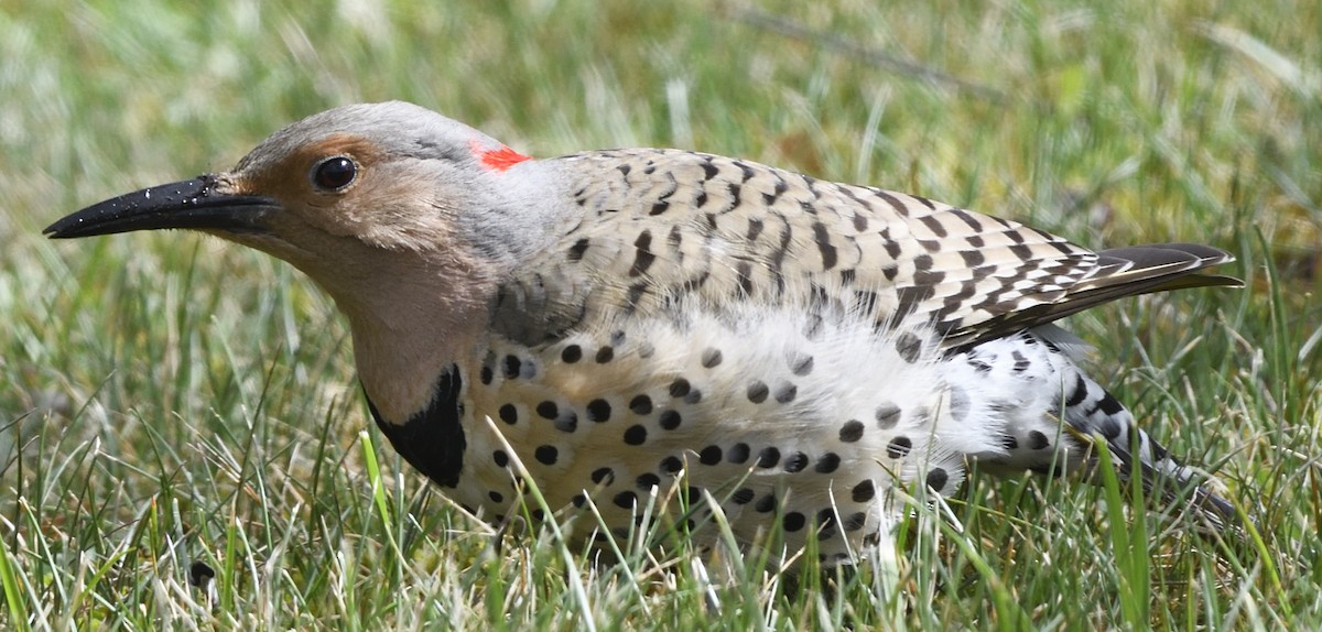 Northern Flicker (Yellow-shafted) - ML617311005