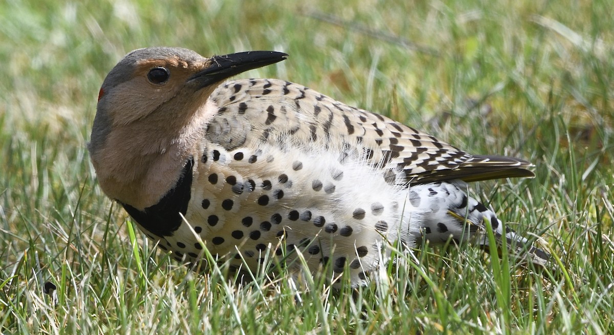 Northern Flicker (Yellow-shafted) - ML617311006