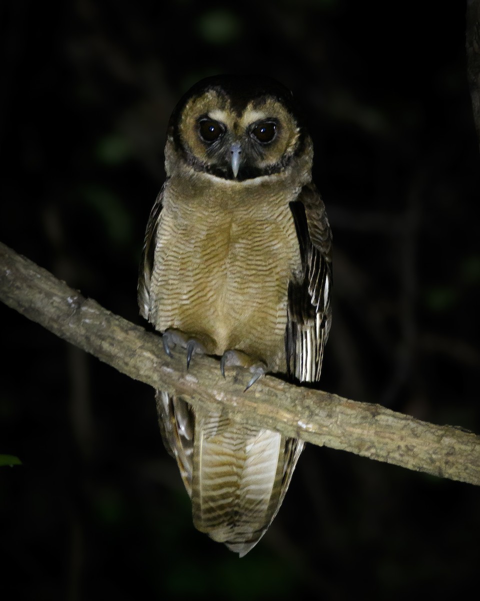 Brown Wood-Owl - ML617311180