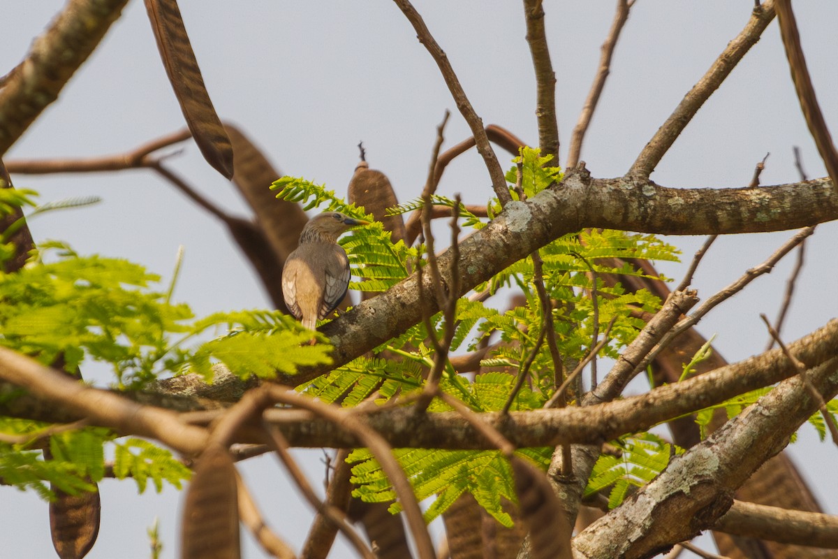 Chestnut-tailed Starling - ML617311217