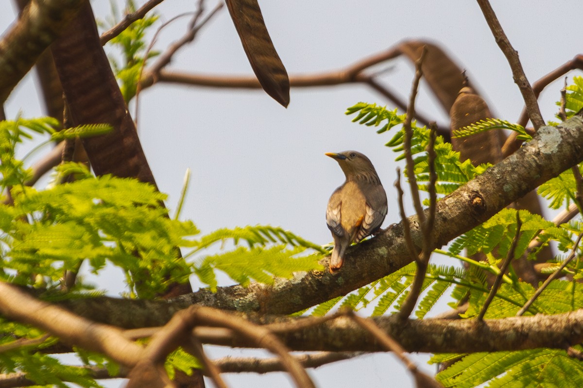 Chestnut-tailed Starling - ML617311218