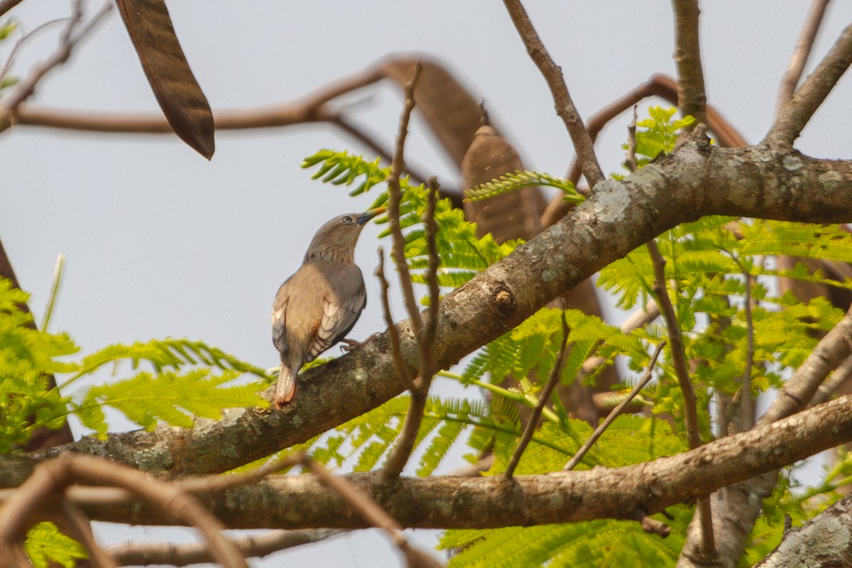 Chestnut-tailed Starling - Mark Maddock