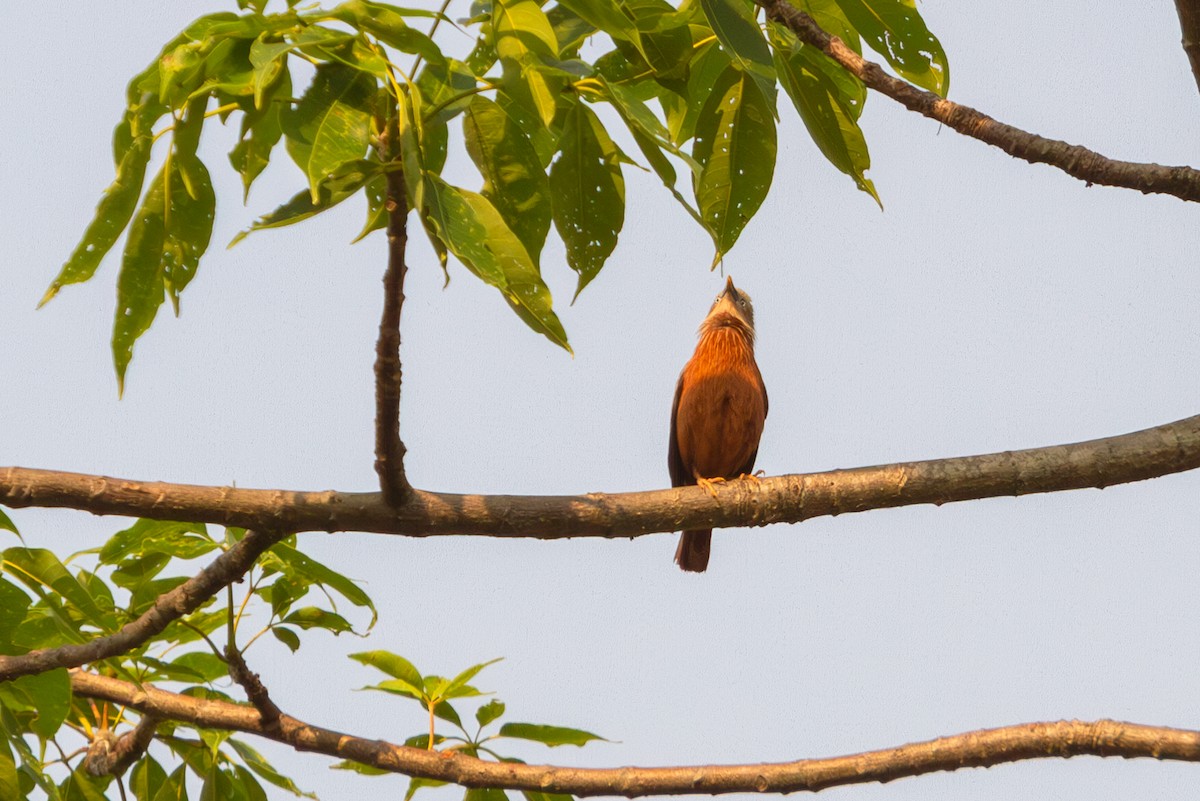 Chestnut-tailed Starling - ML617311233