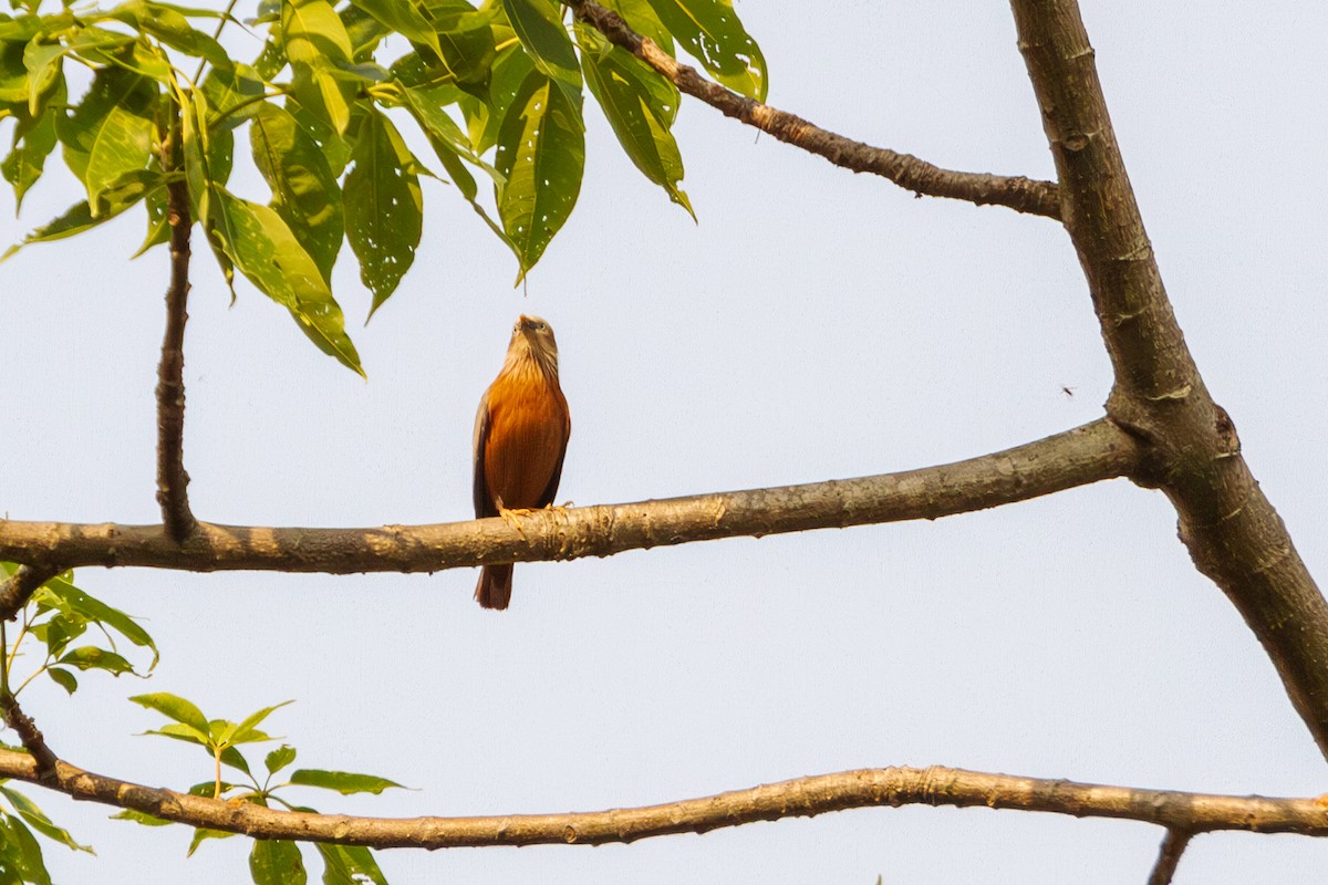 Chestnut-tailed Starling - ML617311234