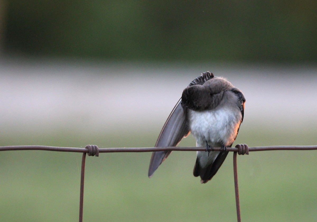 Northern Rough-winged Swallow - ML617311351