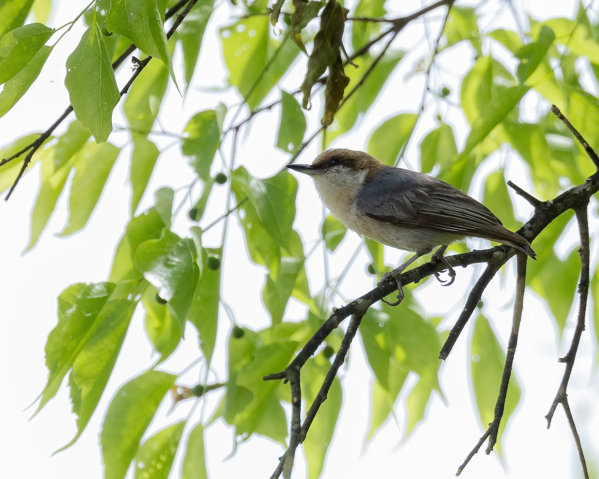 Brown-headed Nuthatch - ML617311377