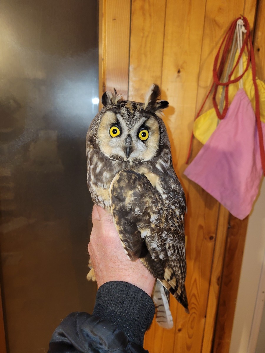 Long-eared Owl - ML617311413