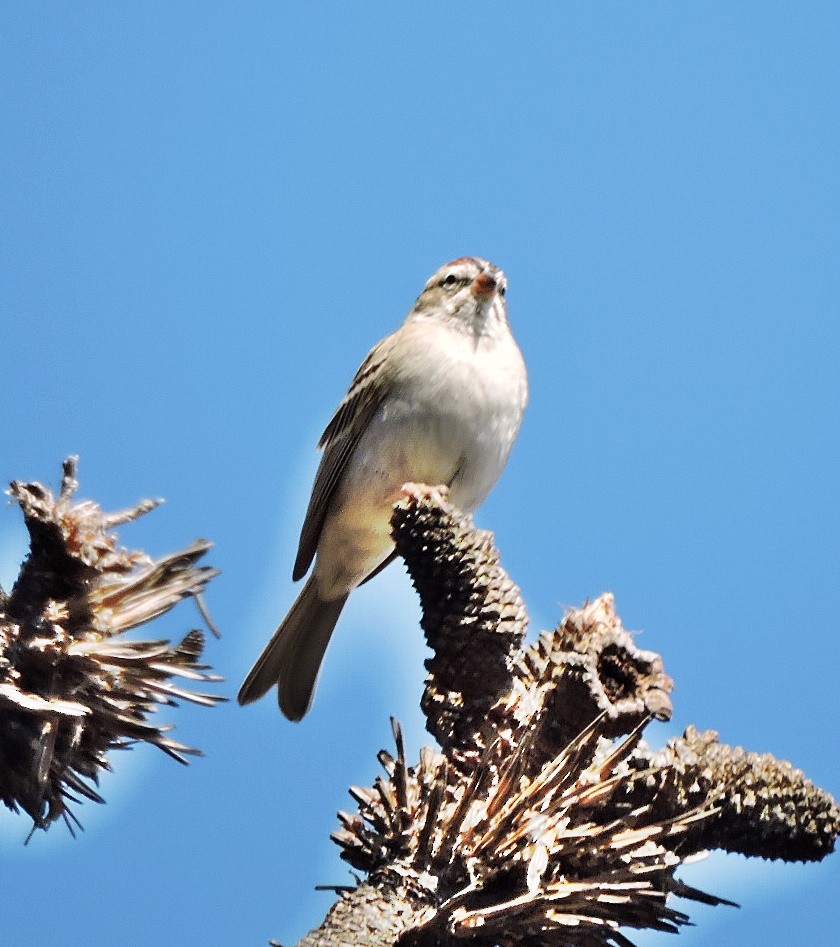 Chipping Sparrow - ML617311435