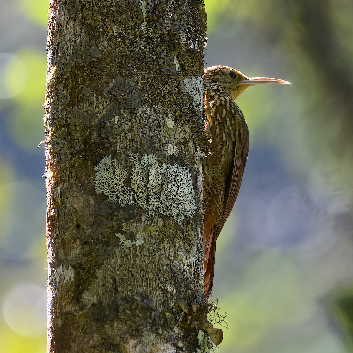 Spot-crowned Woodcreeper - Laura  Wolf