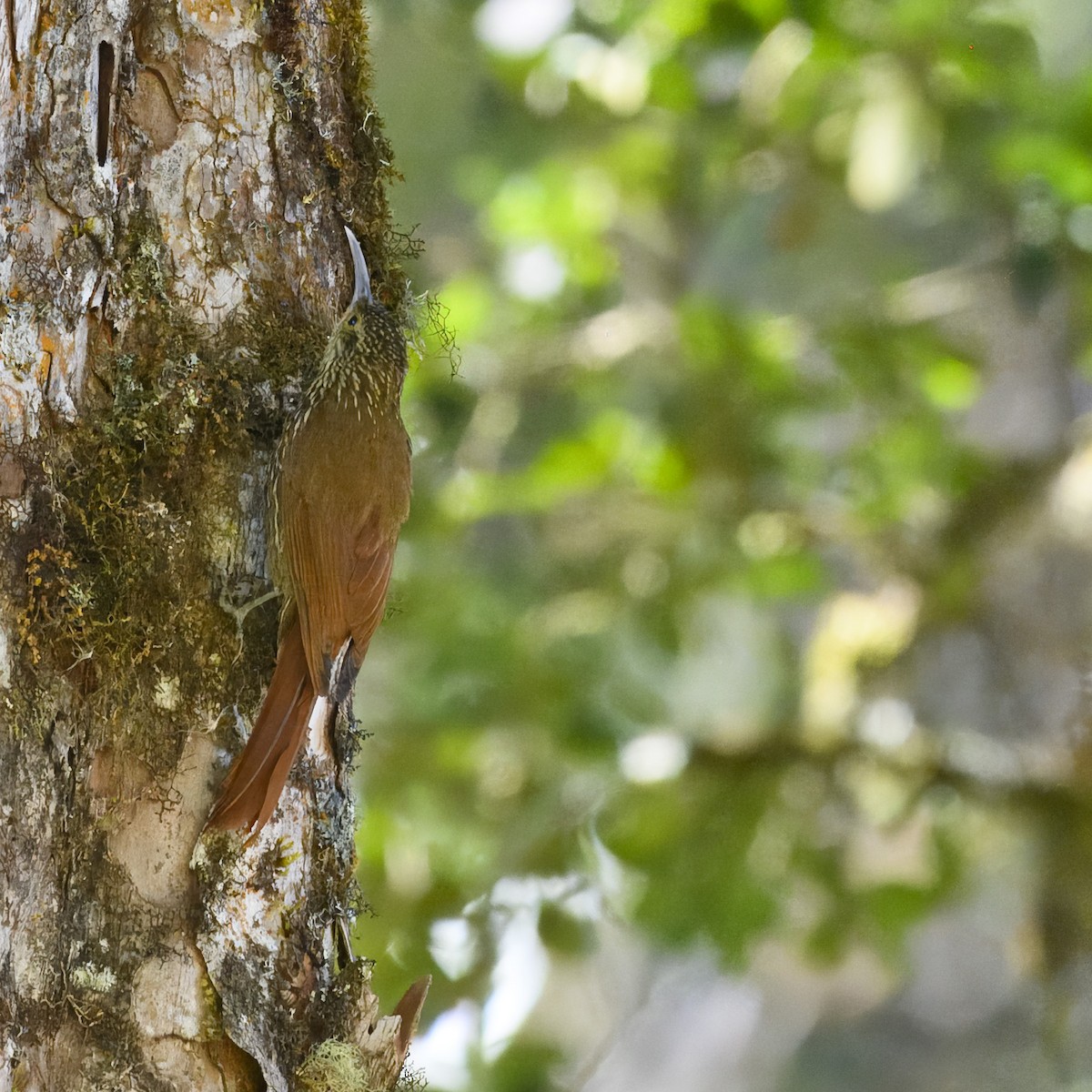 Spot-crowned Woodcreeper - Laura  Wolf