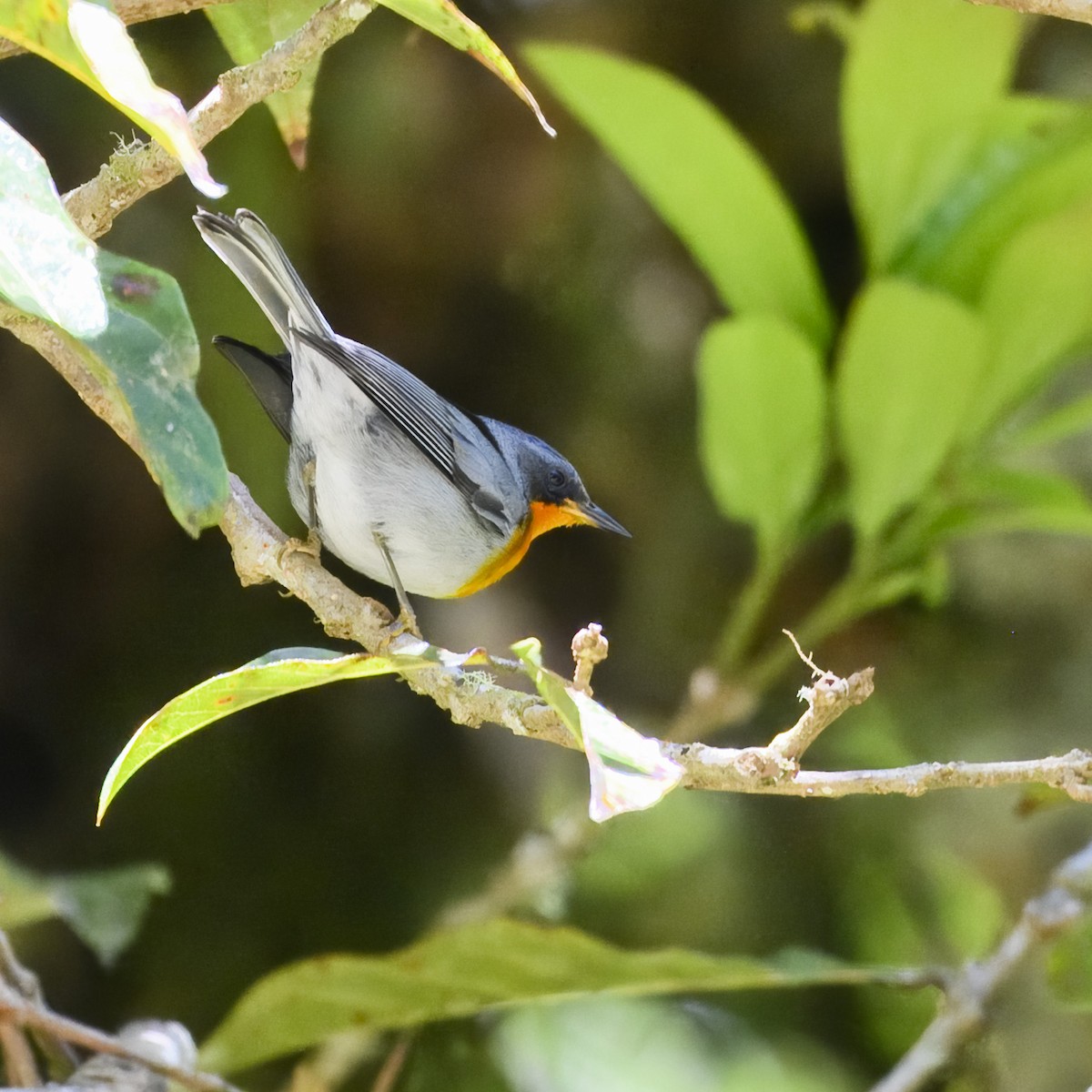 Flame-throated Warbler - Laura  Wolf