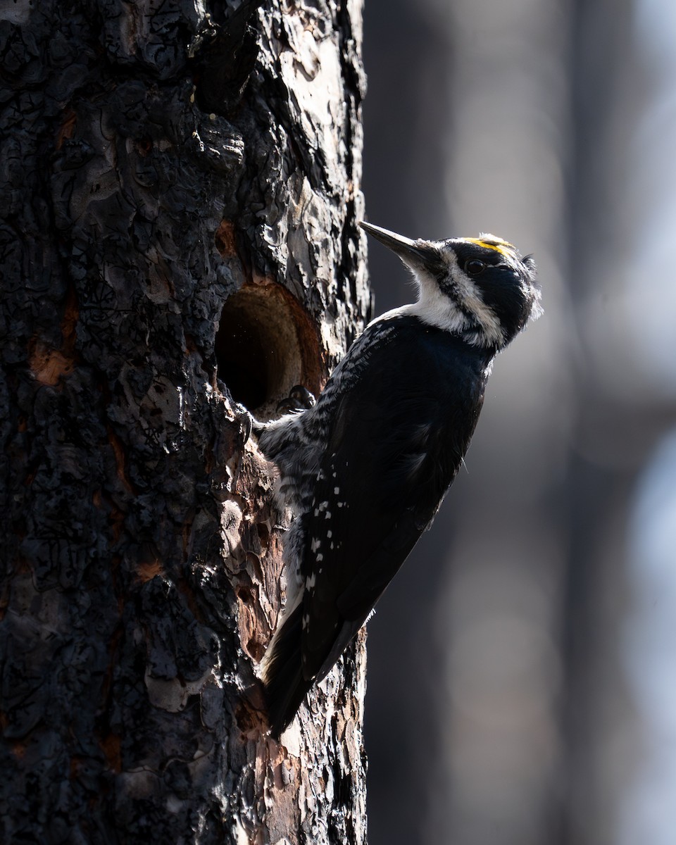 Black-backed Woodpecker - Steve Knapp