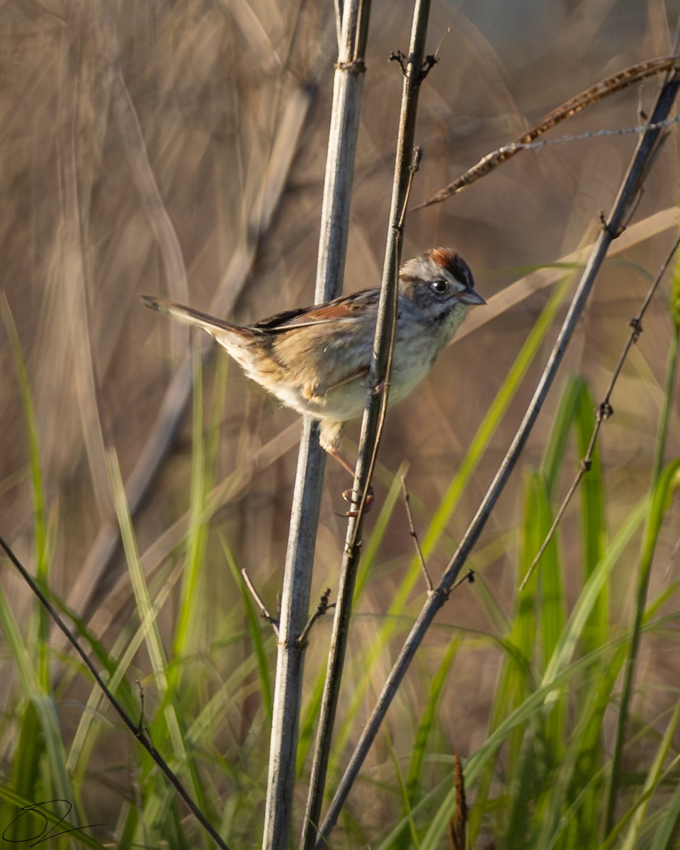 Swamp Sparrow - ML617311541