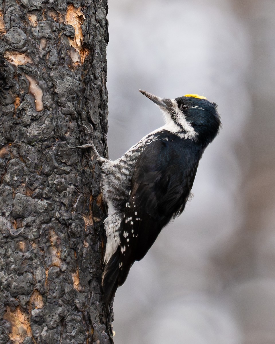 Black-backed Woodpecker - Steve Knapp