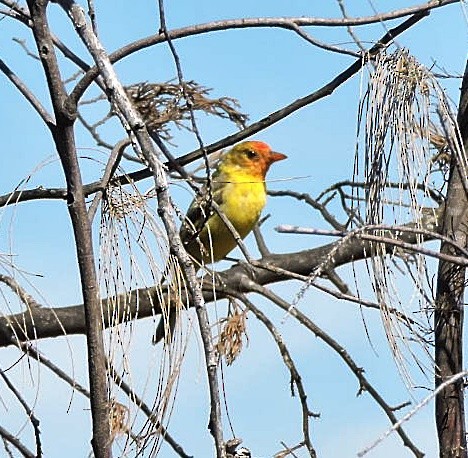 Western Tanager - ML617311563
