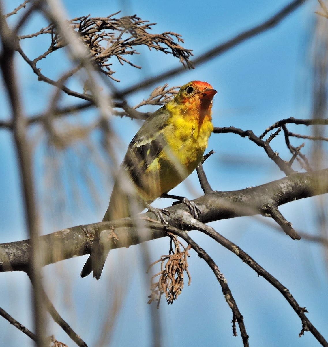 Western Tanager - ML617311564
