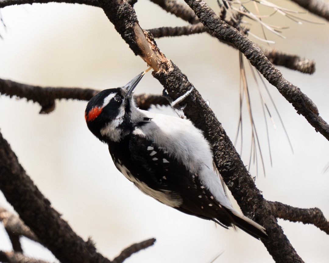 Hairy Woodpecker - Steve Knapp
