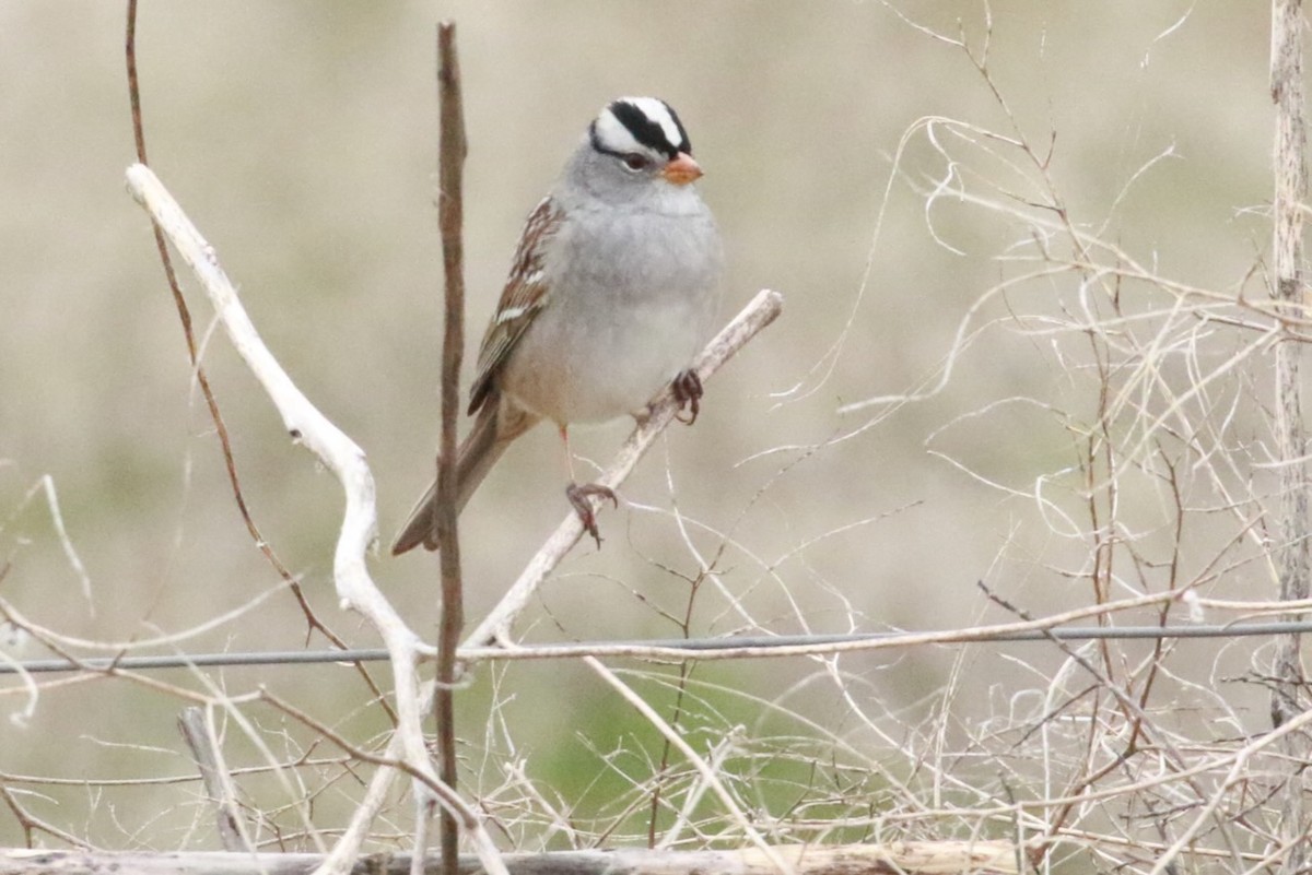 White-crowned Sparrow - Brian White