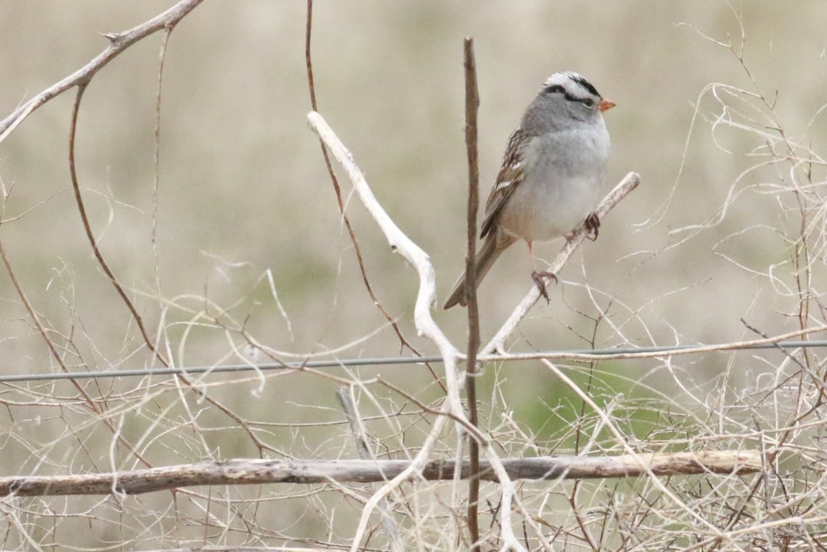 White-crowned Sparrow - ML617311603