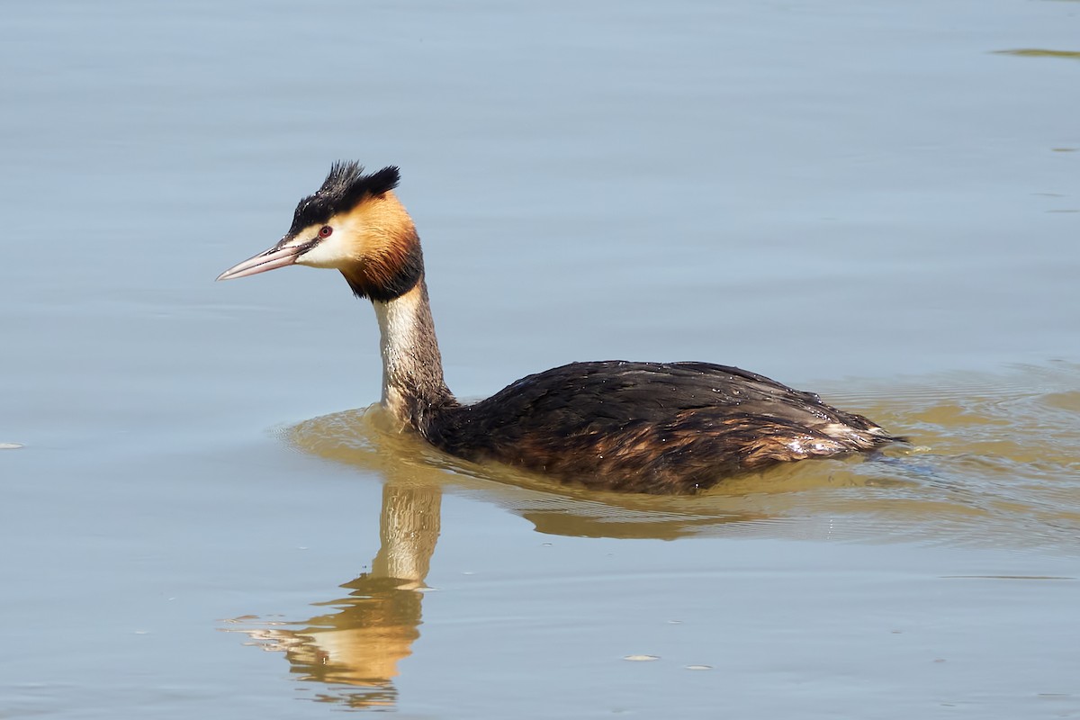 Great Crested Grebe - ML617311687