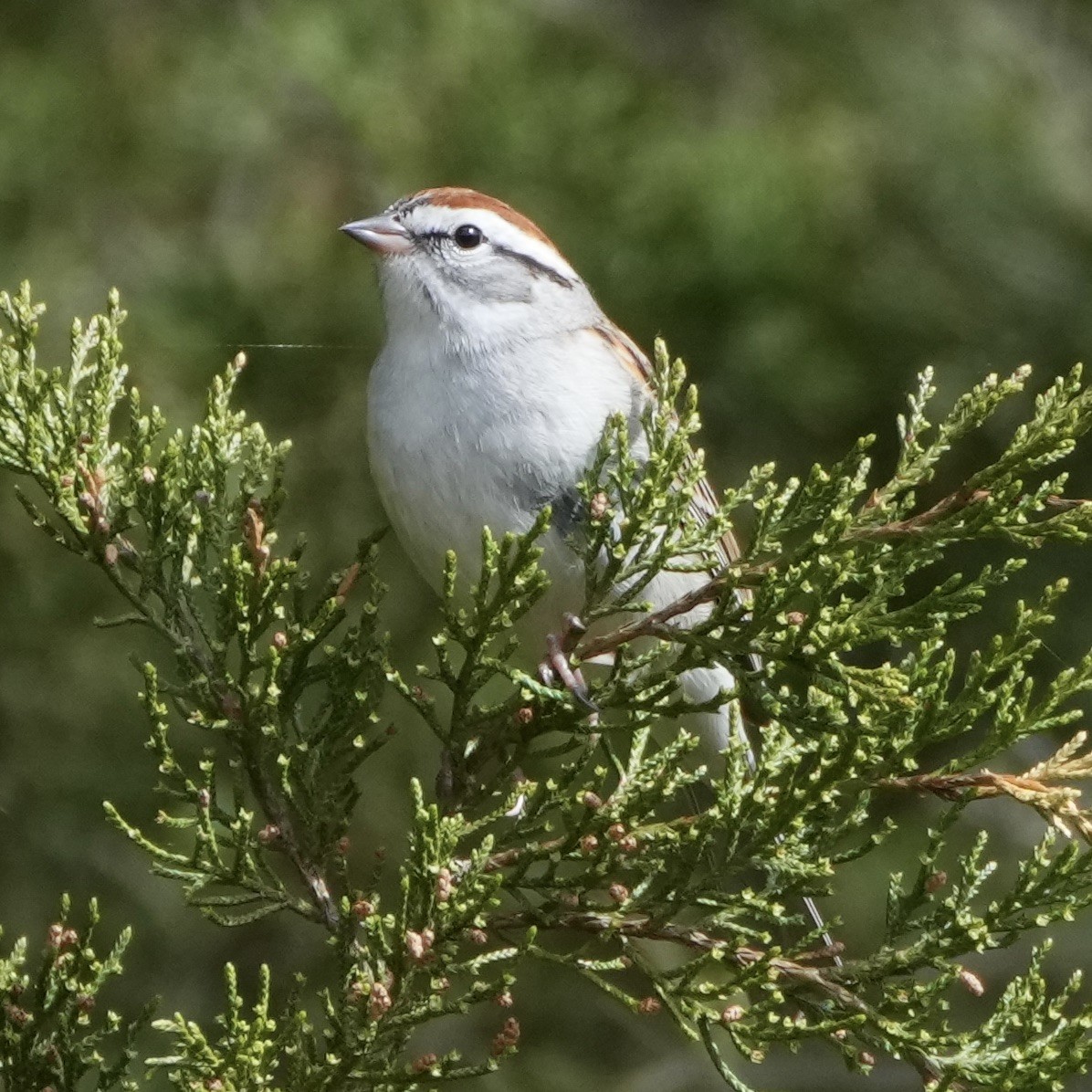 Chipping Sparrow - ML617311723