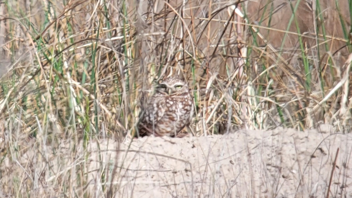 Burrowing Owl - ML617311912