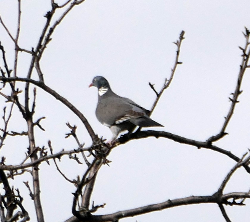 Common Wood-Pigeon - Dmitrii Konov