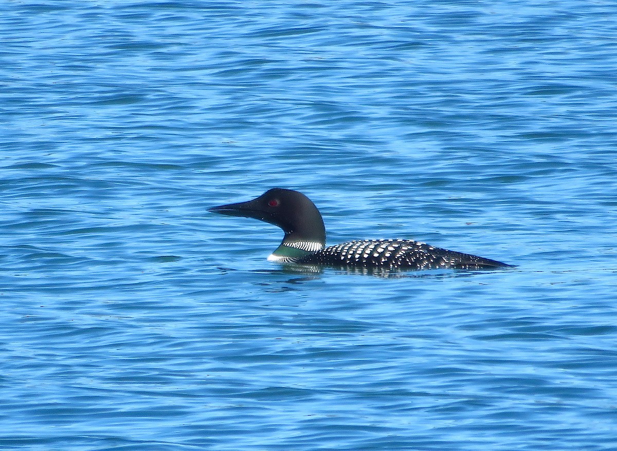 Common Loon - Denise Wight
