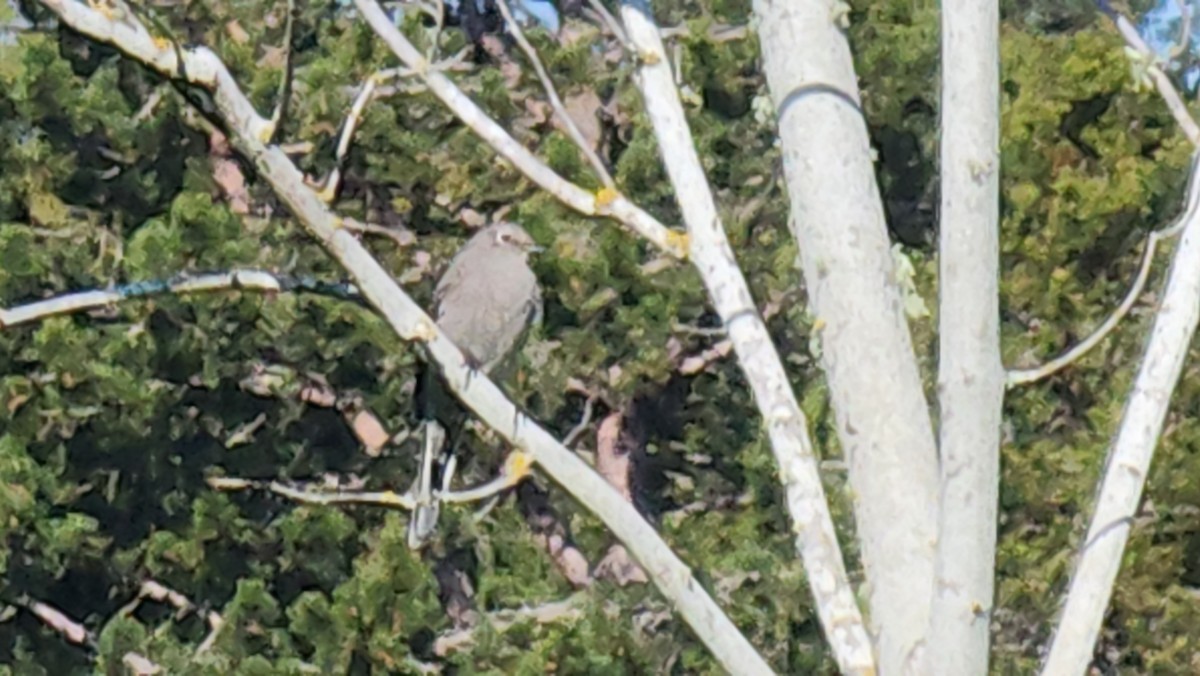 Townsend's Solitaire - ML617312509