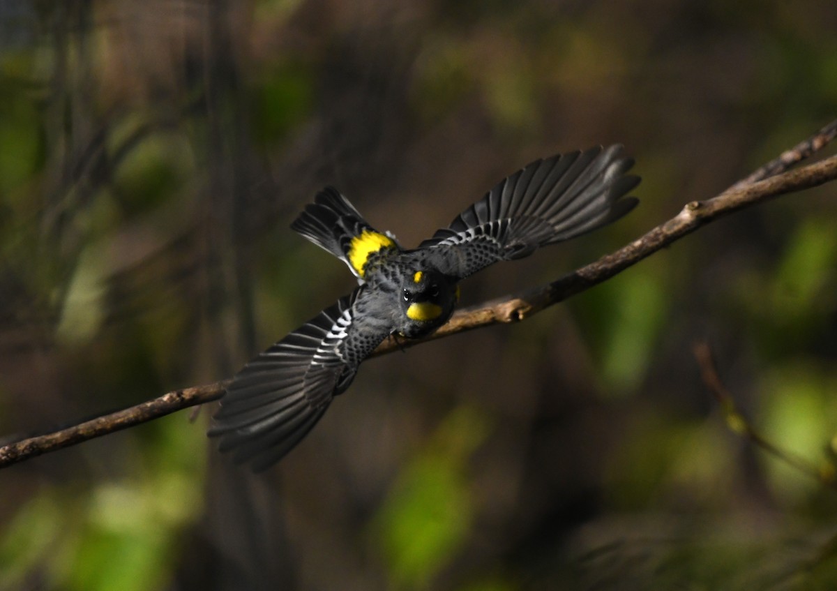 Yellow-rumped Warbler (Audubon's) - ML617312539