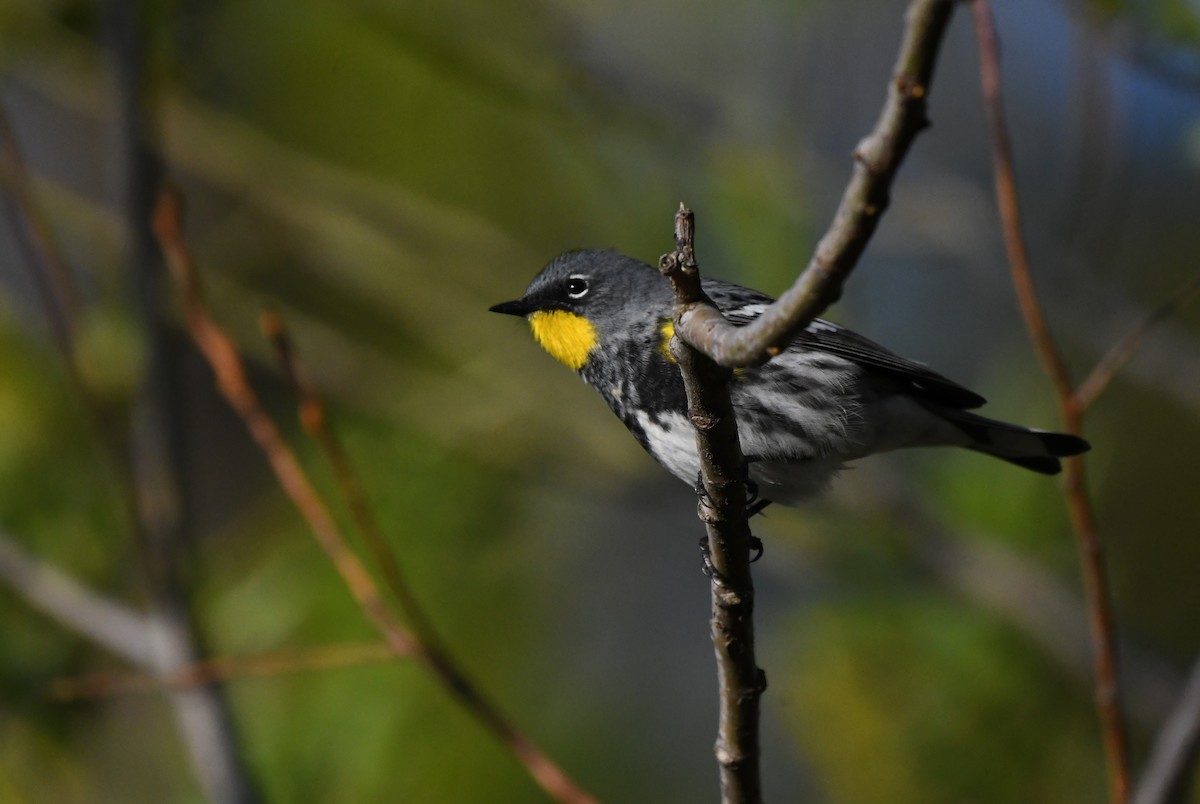 Yellow-rumped Warbler (Audubon's) - ML617312543