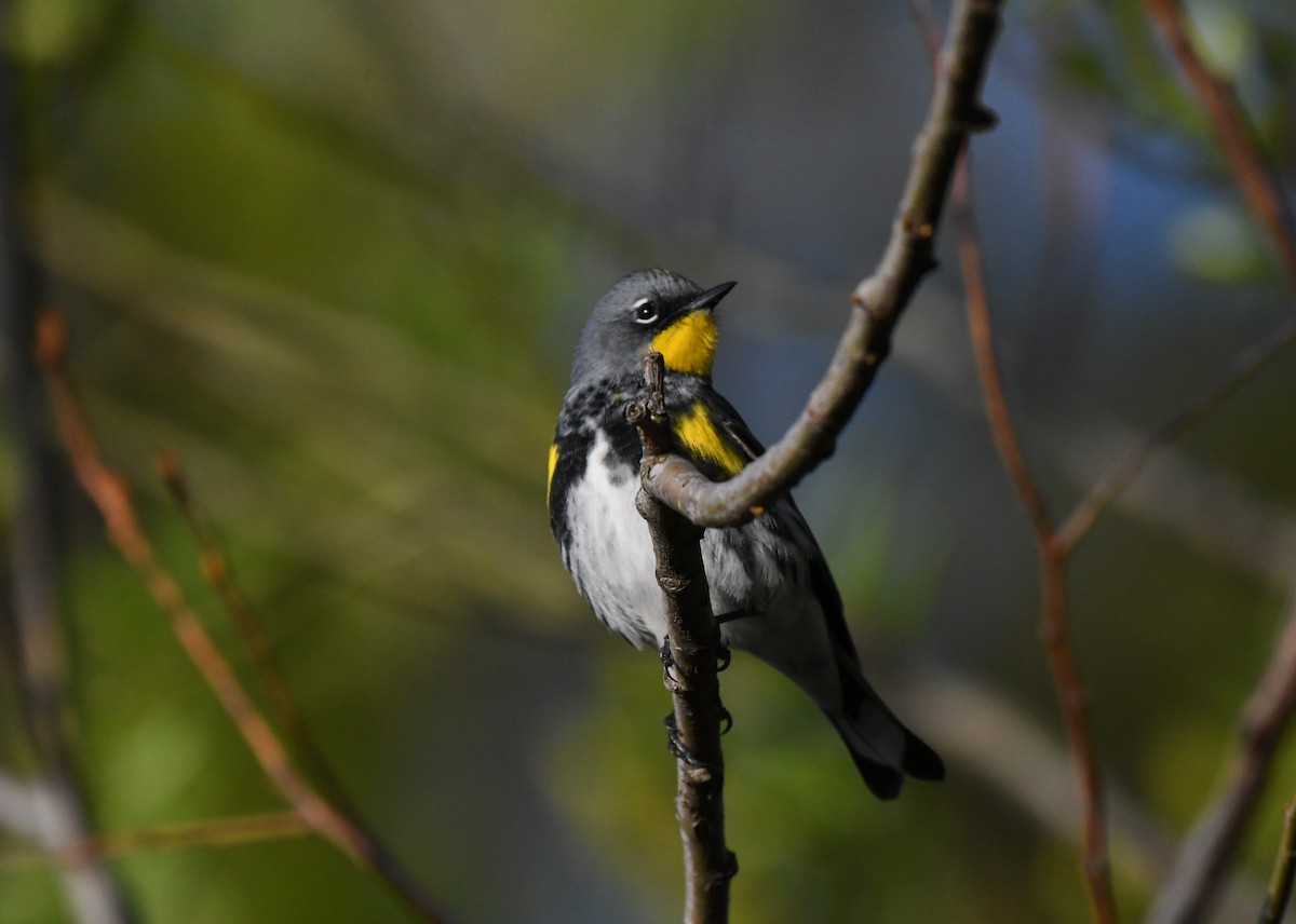 Yellow-rumped Warbler (Audubon's) - ML617312544