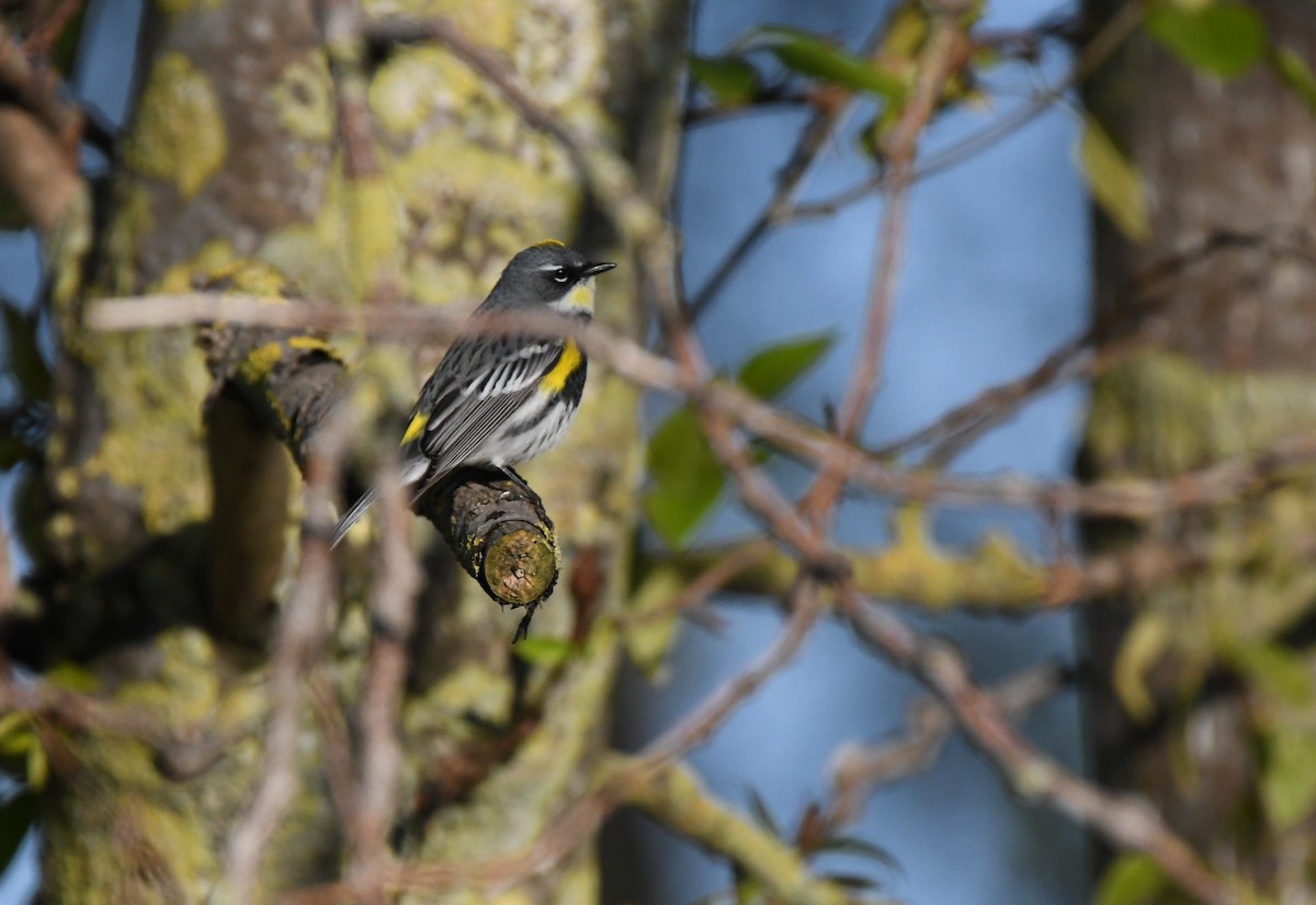 Yellow-rumped Warbler (Myrtle x Audubon's) - ML617312573